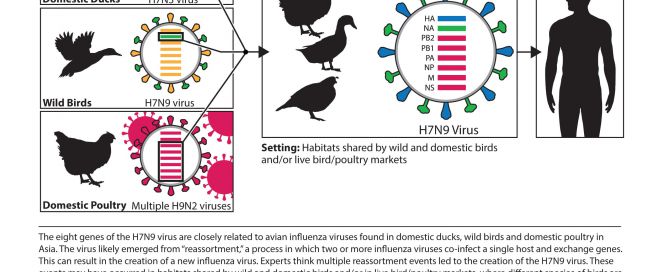 H5N1 ถึง H7N9