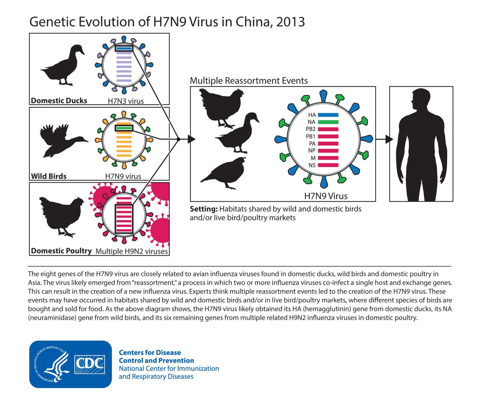 H5N1 ถึง H7N9