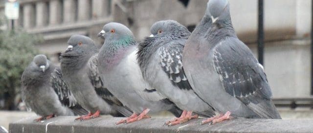 นกพิราบ ทำไมต้องป้องกัน